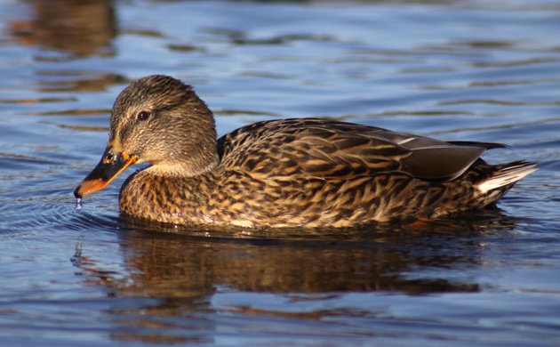 Female mallard