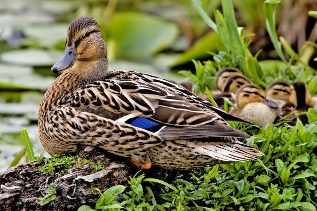 Female_mallard_nest_-_natures_pics_edit2