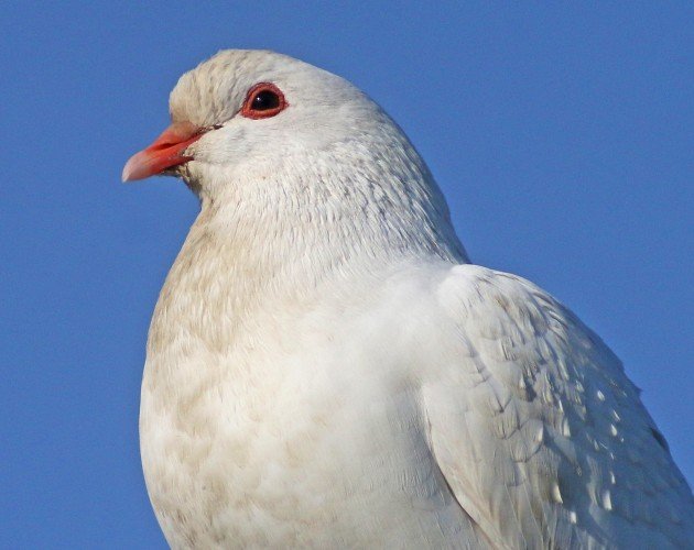 Feral Pigeon near albino