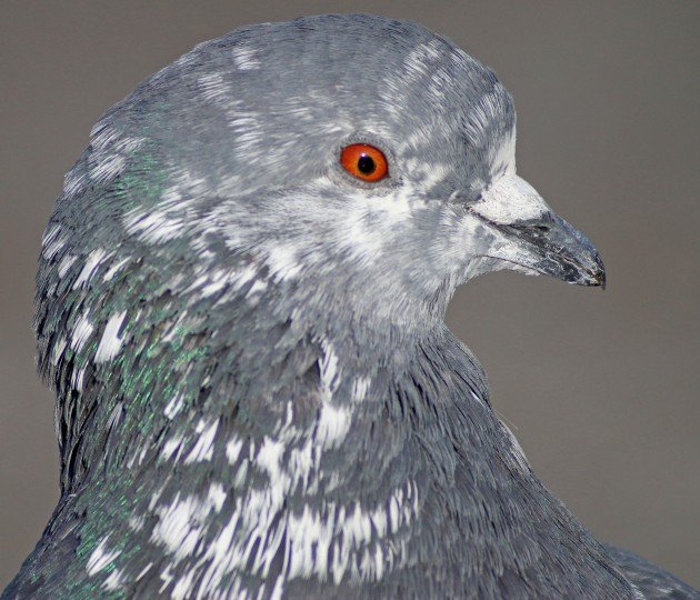 Feral Pigeon piebald