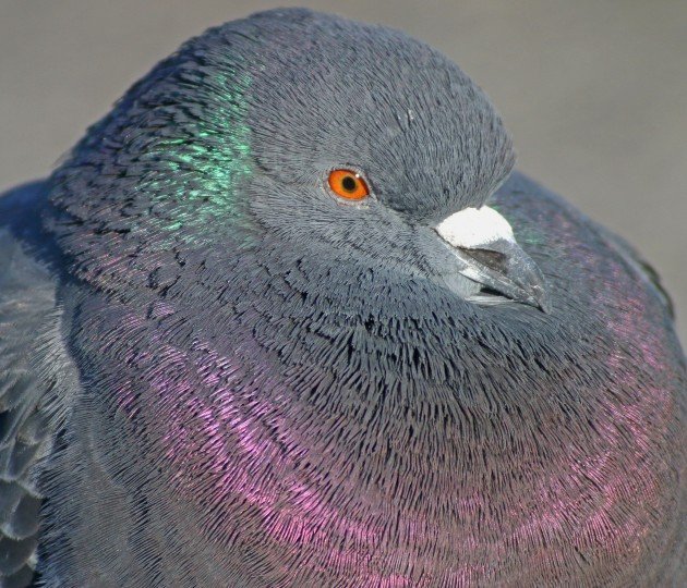 Feral Pigeon portrait 2