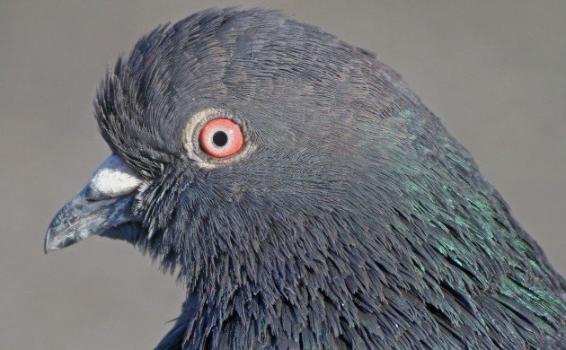 Feral Pigeon portrait