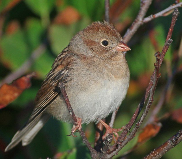 Field Sparrow at Fort Tilden