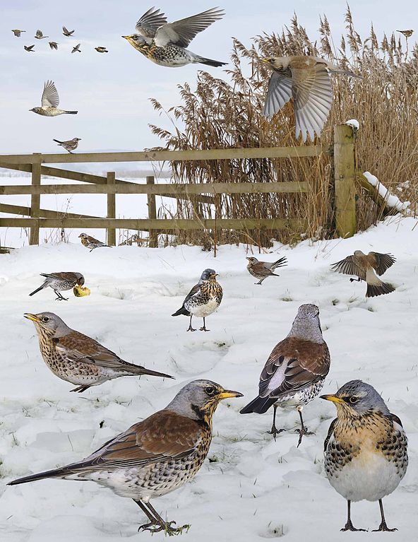 Fieldfare_from_the_Crossley_ID_Guide_Britain_and_Ireland