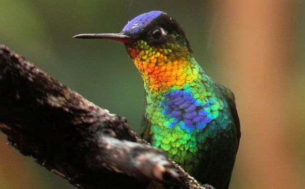 Fiery-throated Hummingbird 3