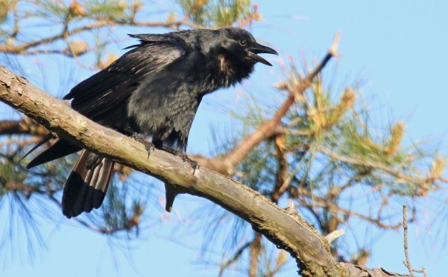 Fish Crow