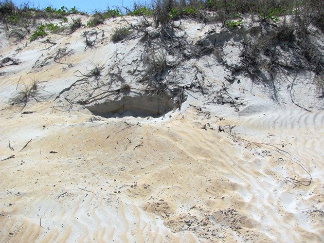 Flatback Turtle nest