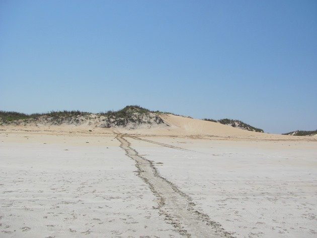 Flatback Turtle tracks