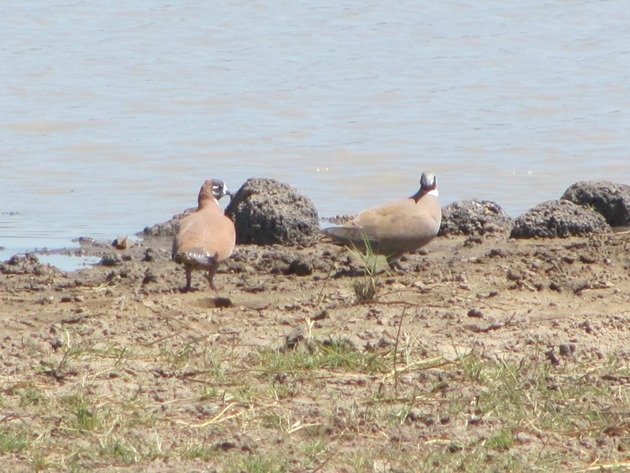 Flock Bronzewings (2)