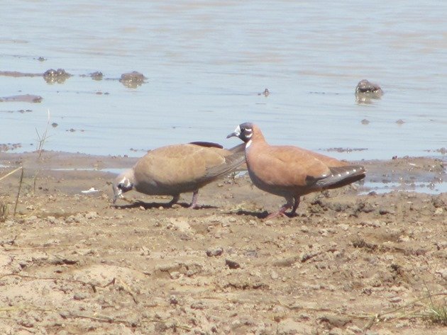 Flock Bronzewings (4)