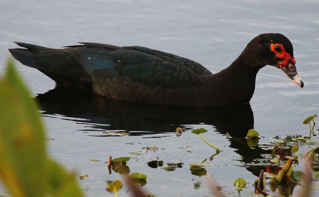 Florida Muscovy Duck