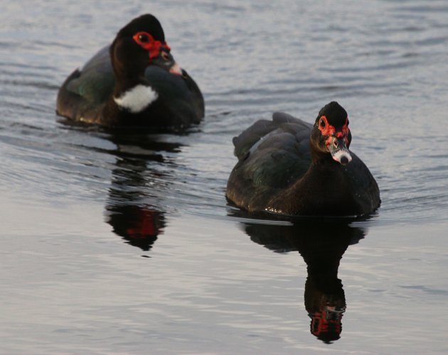 Florida feral Muscovy Ducks