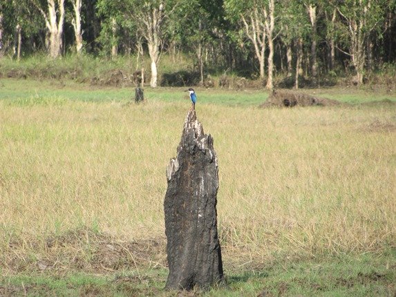 Forest Kingfisher