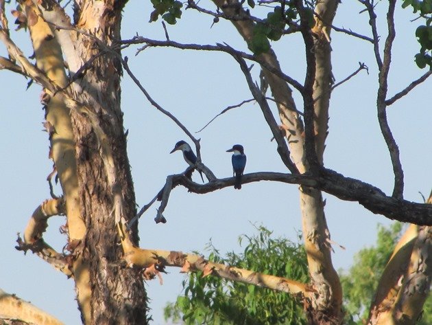 Forest Kingfishers