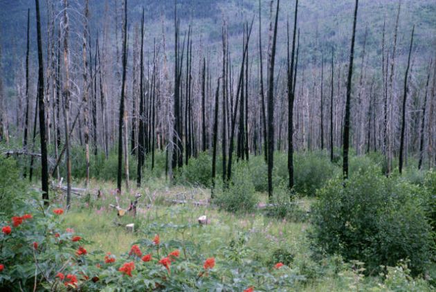 Forest recovery after fire by Phyllis Cooper