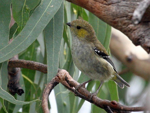 Forty-spotted_Pardalote