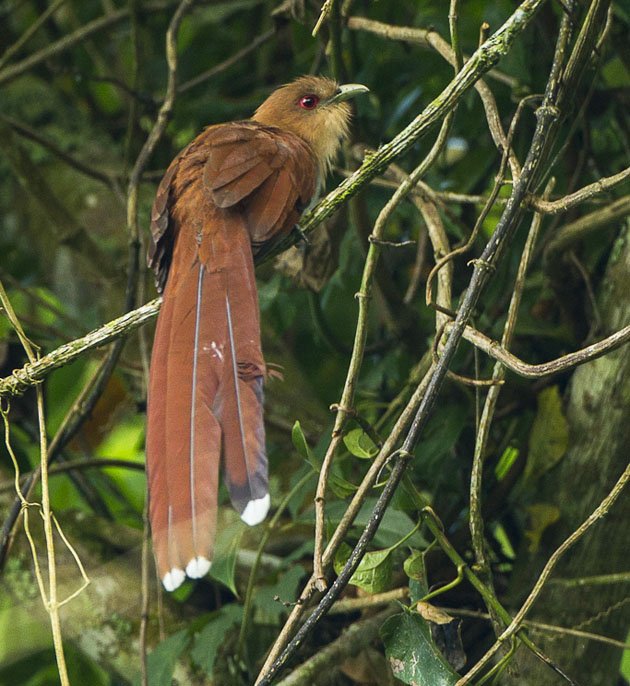 Squirrel cuckoo