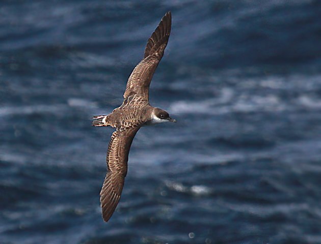 Great Shearwater in New York waters