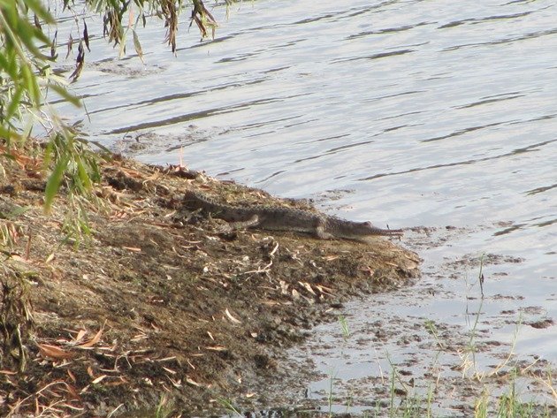 Freshwater Crocodile