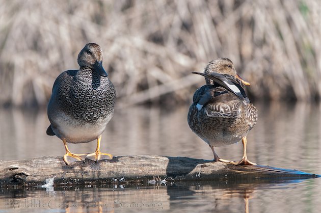 Gadwall Pair