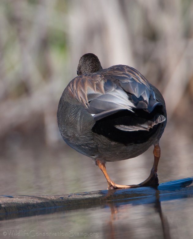 Gadwall Drake