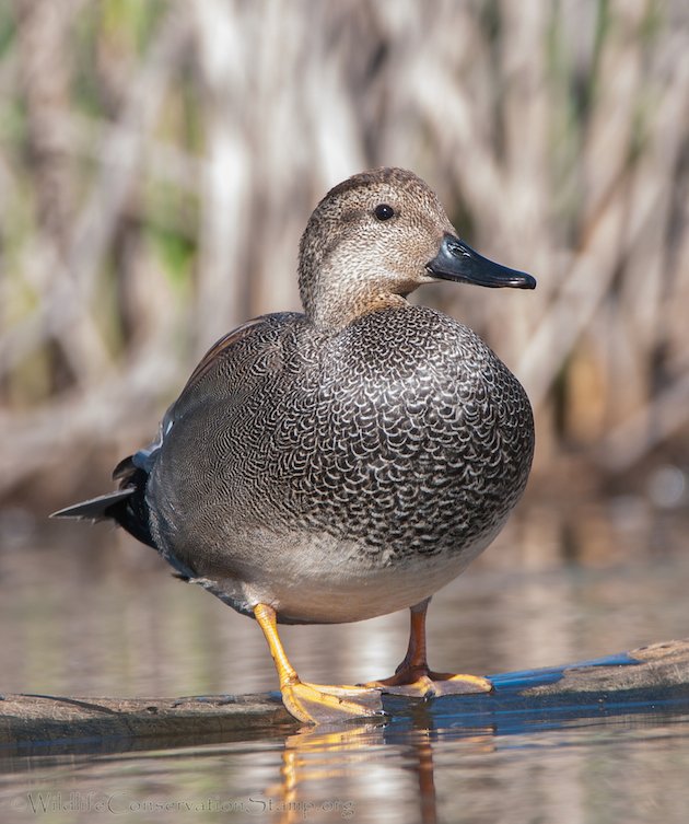 Gadwall Drake