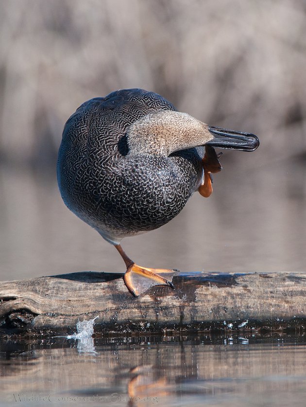 Gadwall Drake Preening