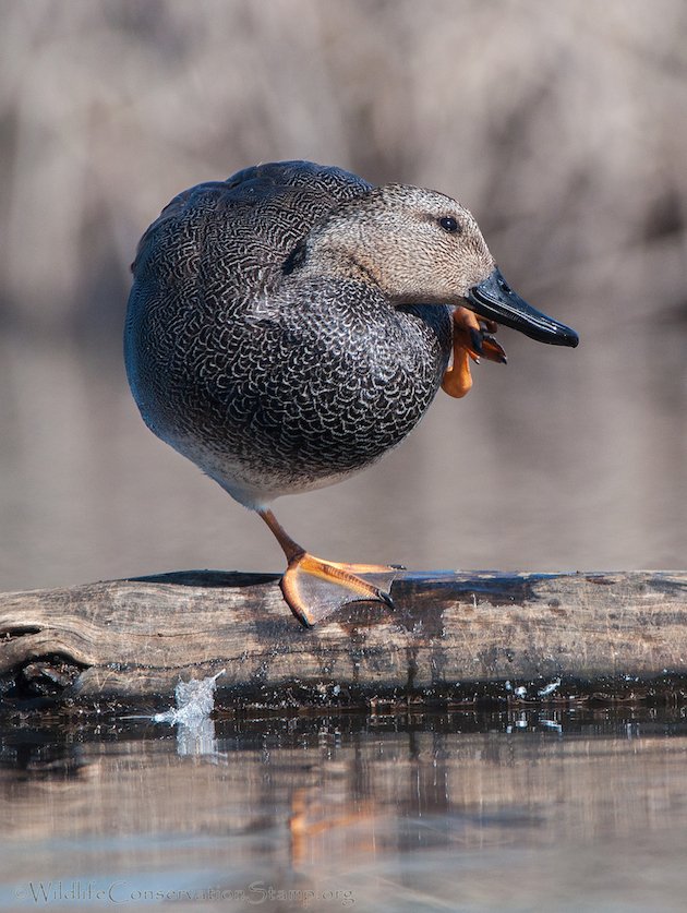 Gadwall Drake Preening