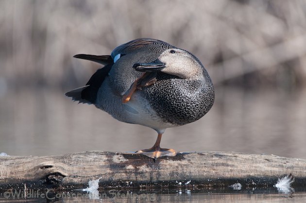 Gadwall Drake Preening