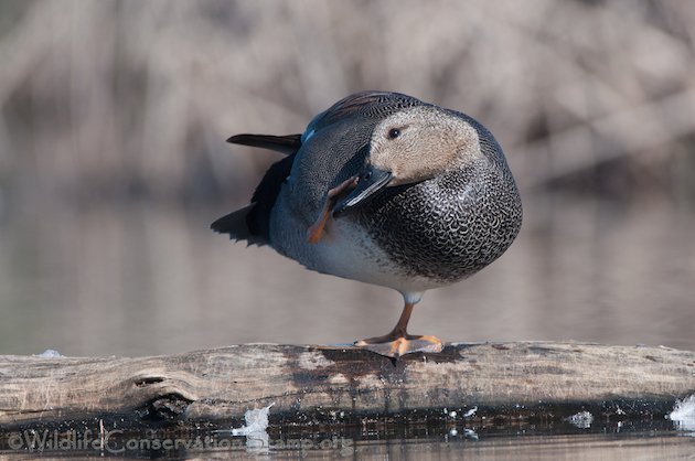 Gadwall Drake Preening