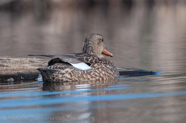 Gadwall Female