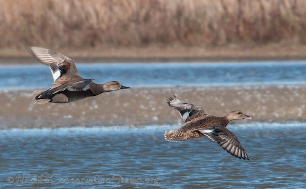 Gadwall Pair In Flight