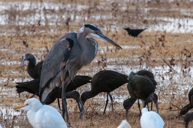 Great Blue Heron and White-faced Ibis