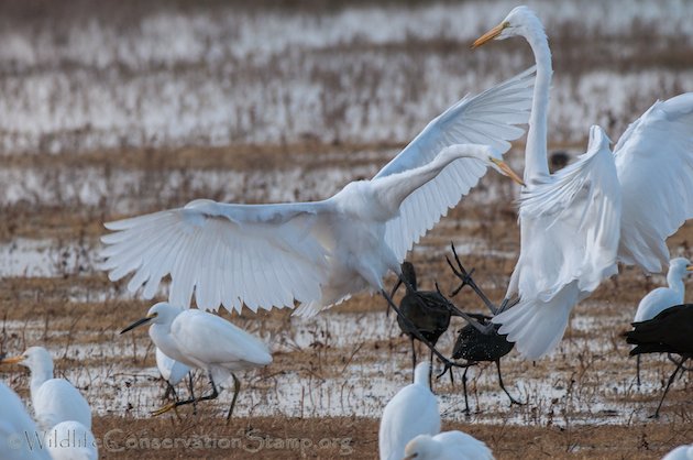 Great Egret Confrontation