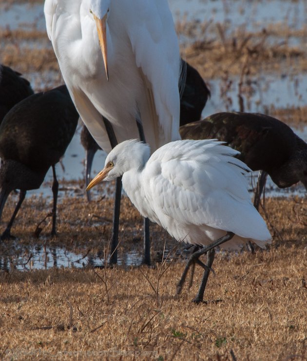 Great Egret & Cattle Egret