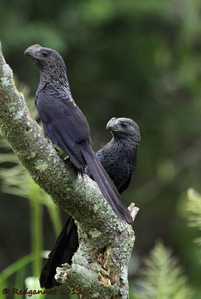 GRU 08Nov12 Smooth-billed Ani 01