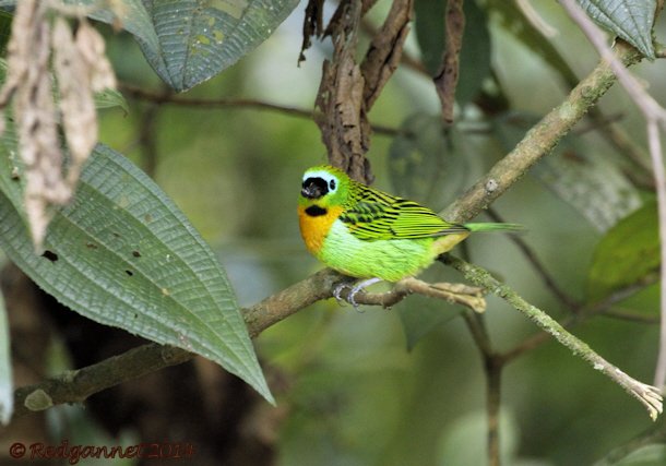 GRU 11May14 Brassy-breasted Tanager 01