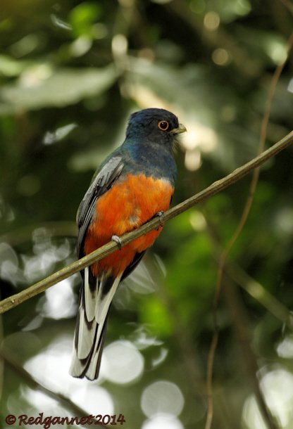 GRU 11May14 Surucua Trogon 01