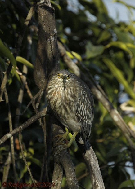 GRU 12May14 Striated Heron 02