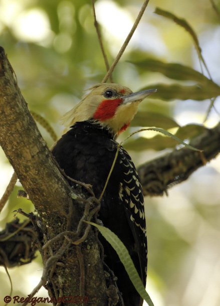 GRU 13May14 Blonde-crested Woodpecker 01