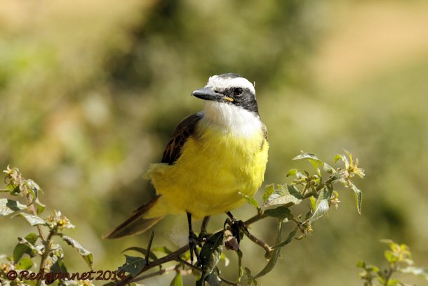 GRU 13May14 Greater Kiskadee 01