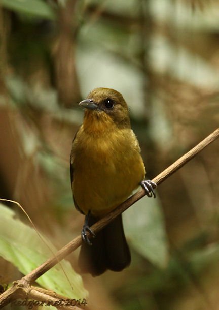 GRU 25Sep14 Black-goggled Tanager 01