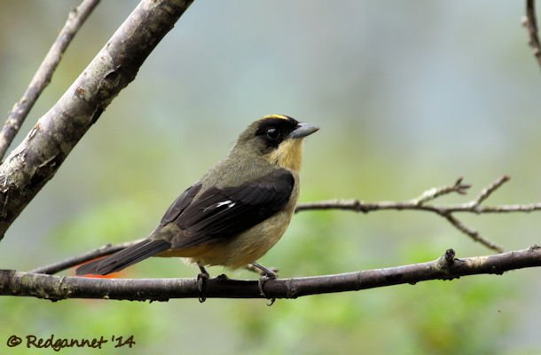 GRU 25Sep14 Black-goggled Tanager 02