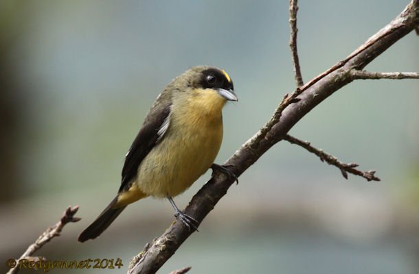 GRU 25Sep14 Black-goggled Tanager 03