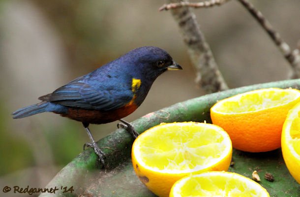 GRU 25Sep14 Chestnut-bellied Euphonia 01