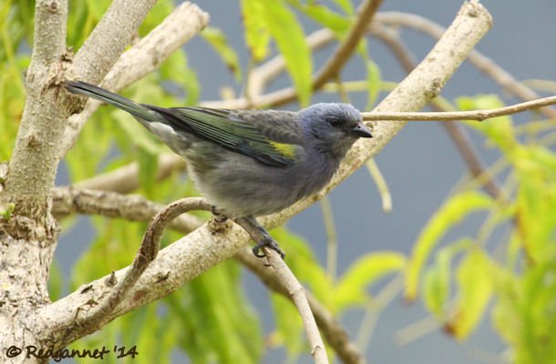 GRU 25Sep14 Golden-chevronned Tanager 01