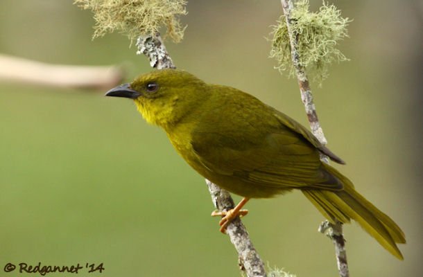 GRU 25Sep14 Green Olive Tanager 01