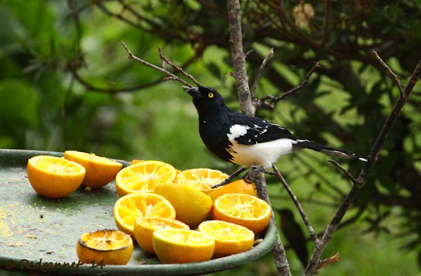 GRU 25Sep14 Magpie Tanager 01