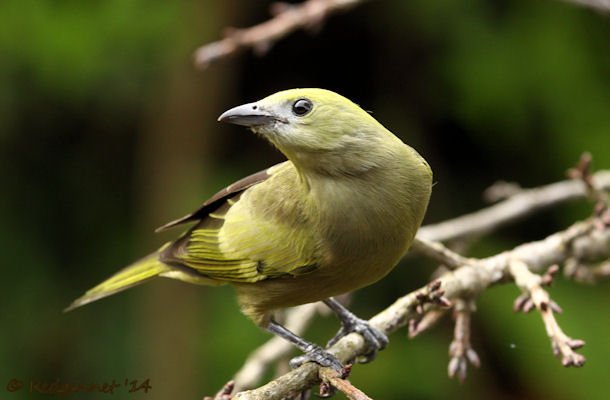 GRU 25Sep14 Palm Tanager 01