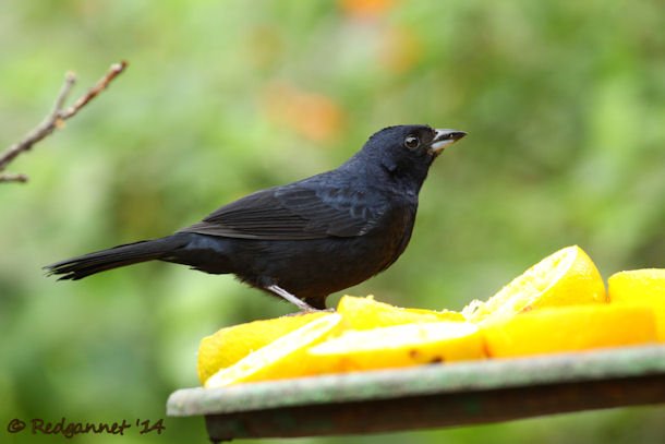 GRU 25Sep14 Ruby-crowned Tanager 01